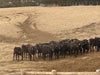 【有田牛】Arita Wagyu is raised without the use of drugs