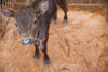 What is Wagyu Market?