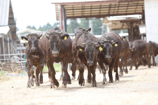 About 'Halal Wagyu beef'