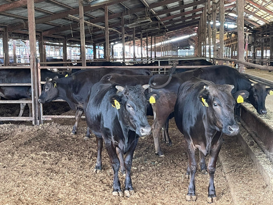 The Charm of ARITA WAGYU and the Commitment Behind Arita Beef — Why It Is Chosen in Over 30 Countries Worldwide